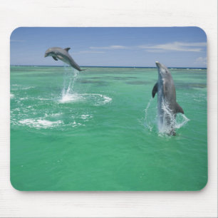 Großer Tümmler Tursiops truncatus Mousepad