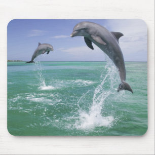 Großer Tümmler Tursiops truncatus Mousepad