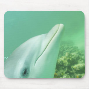 Großer Tümmler Tursiops truncatus Mousepad