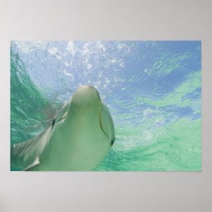Großer Tümmler (Tursiops truncatus) Poster