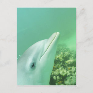 Großer Tümmler Tursiops truncatus Postkarte