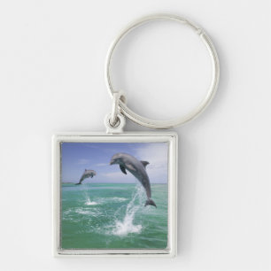 Großer Tümmler Tursiops truncatus Schlüsselanhänger