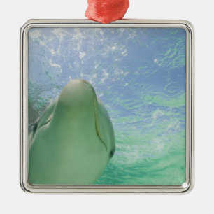 Großer Tümmler Tursiops truncatus) Silbernes Ornament