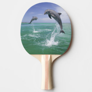 Großer Tümmler Tursiops truncatus Tischtennis Schläger