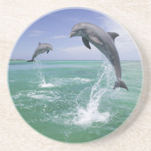 Großer Tümmler Tursiops truncatus Untersetzer