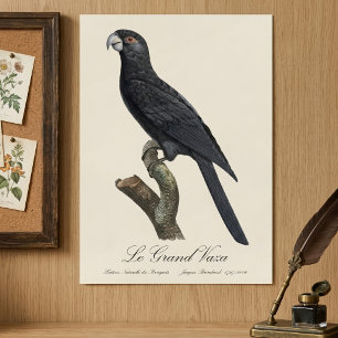 Großer Vasapapagei, Coracopsis vasa Illustration Poster