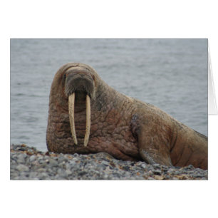 Grosser Walrus auf Felsen