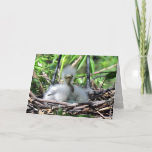 Großer Weißer Egret-Kick in Nest Grußkarte Karte