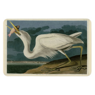 Großer Weißer Heron aus Audubons Vögeln Amerikas Magnet