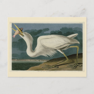 Großer Weißer Heron aus Audubons Vögeln Amerikas Postkarte