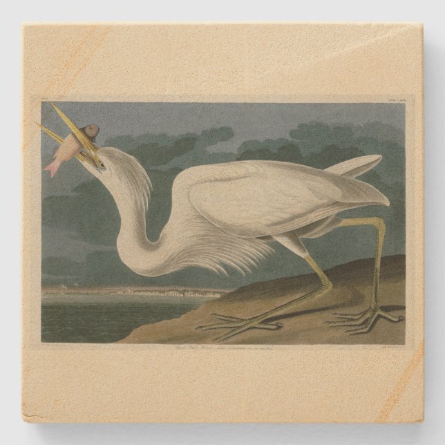 Großer Weißer Heron aus Audubons Vögeln Amerikas Steinuntersetzer (Vorderseite)