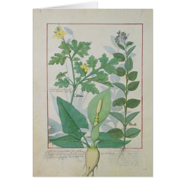 Größerer Celandine oder Mohnblume (Vorne)