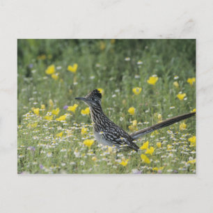 Größerer Roadrunner, Geococcyx californianus, Postkarte