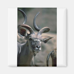 Größeres Kudu Magnet