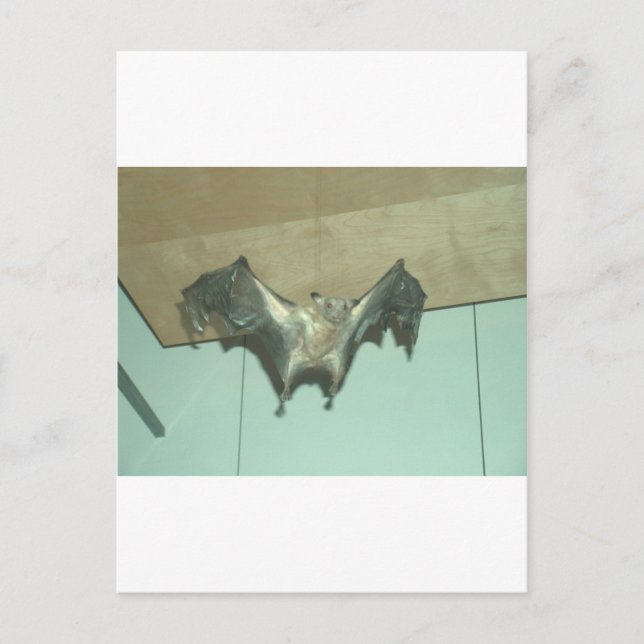 Großes Bat "fliegender Fuchs" Postkarte (Vorderseite)