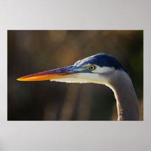 Großes Blau-Reiher, nahes hohes Porträt Poster