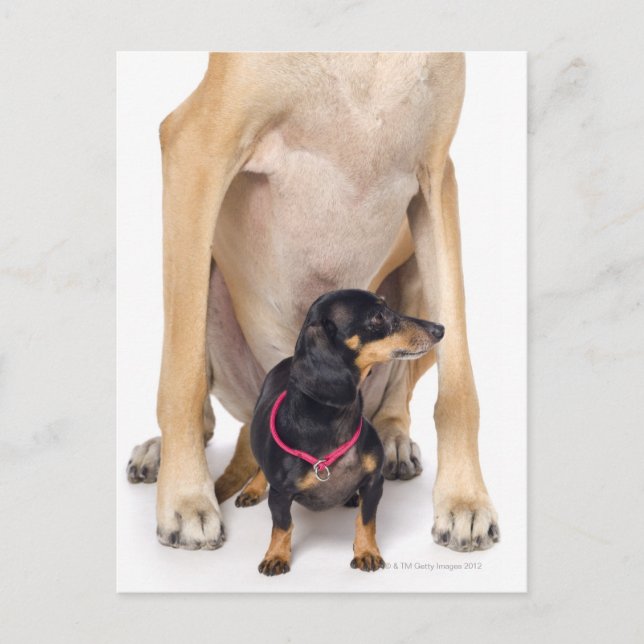 Großes Dane- und Dackel-Portrait Postkarte (Vorderseite)