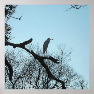 Großes Egret in einem Baum Poster