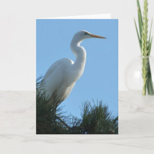 Großes Egret in Sunny Florida Karte