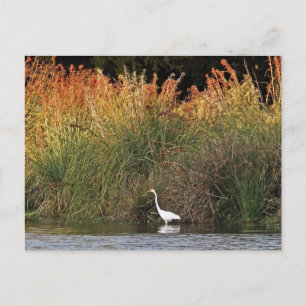 Großes Egret mit farbenfrohen Gräsern Postkarte