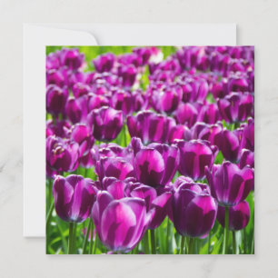 Grosses Feld lila Tulpen