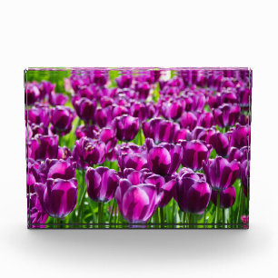 Grosses Feld lila Tulpen Fotoblock