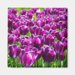 Grosses Feld lila Tulpen Magnet
