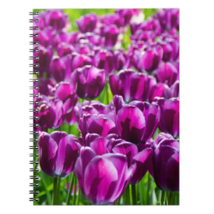 Grosses Feld lila Tulpen Notizblock