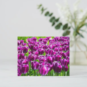 Grosses Feld lila Tulpen Postkarte