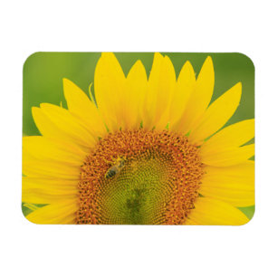 Großes Feld mit Sonnenblumen nahe Moses Lake, WA Magnet