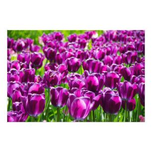 Großes Feld mit violetten Tulpen Fotodruck