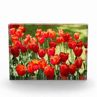 Grosses Feld roter Tulpen Fotoblock