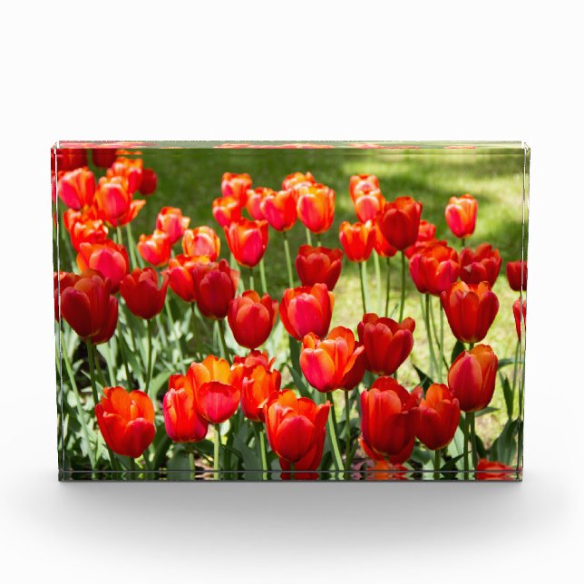 Grosses Feld roter Tulpen Fotoblock (Vorderseite)