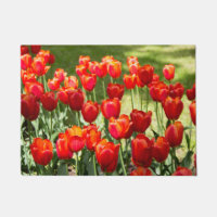 Grosses Feld roter Tulpen