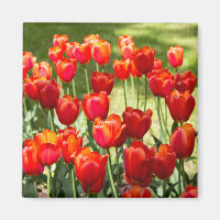 Grosses Feld roter Tulpen