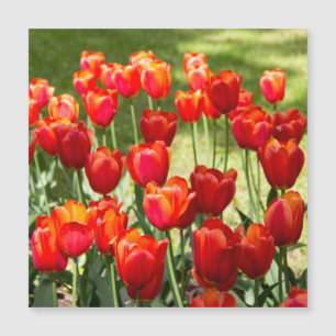 Grosses Feld roter Tulpen Magnetkarte