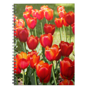 Grosses Feld roter Tulpen Notizblock