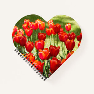 Grosses Feld roter Tulpen Notizbuch
