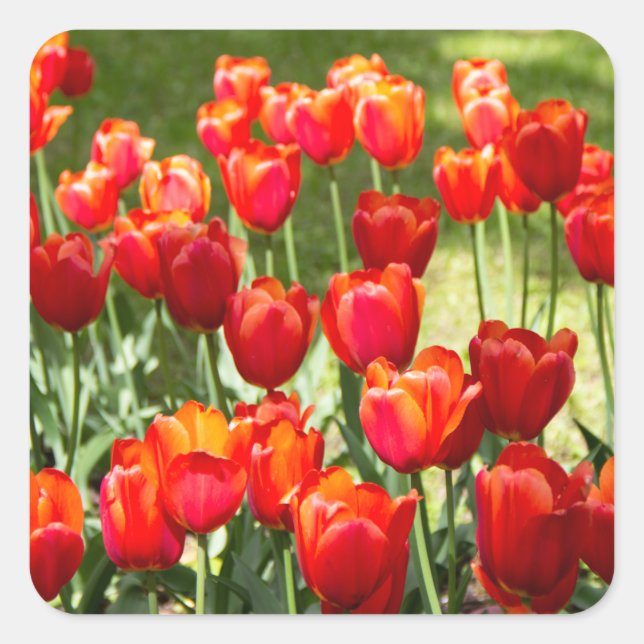 Grosses Feld roter Tulpen Quadratischer Aufkleber (Vorderseite)