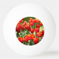 Grosses Feld roter Tulpen