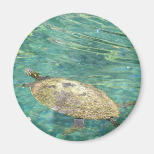 Großes Flussschildkrötenschwimmen Magnet