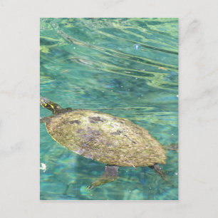 Großes Flussschildkrötenschwimmen Postkarte