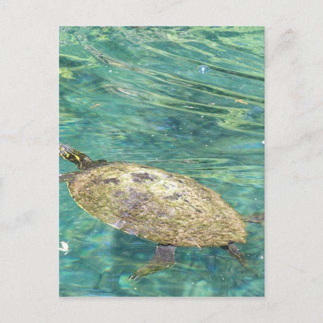 Großes Flussschildkrötenschwimmen Postkarte (Vorderseite)