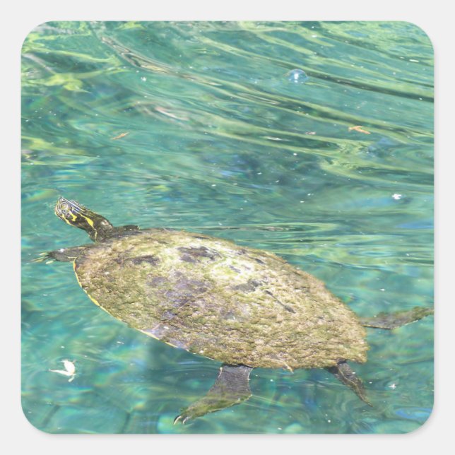 Großes Flussschildkrötenschwimmen Quadratischer Aufkleber (Vorderseite)
