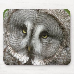 Großes Grau-Eulen-Mausunterlage Mousepad