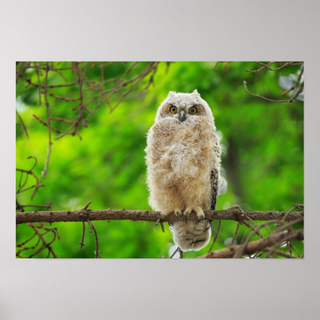 Großes Horned Owl-Foto Poster (Vorne)