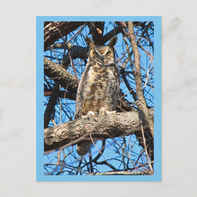 Großes Horned Owl-Foto Postkarte (Vorderseite)