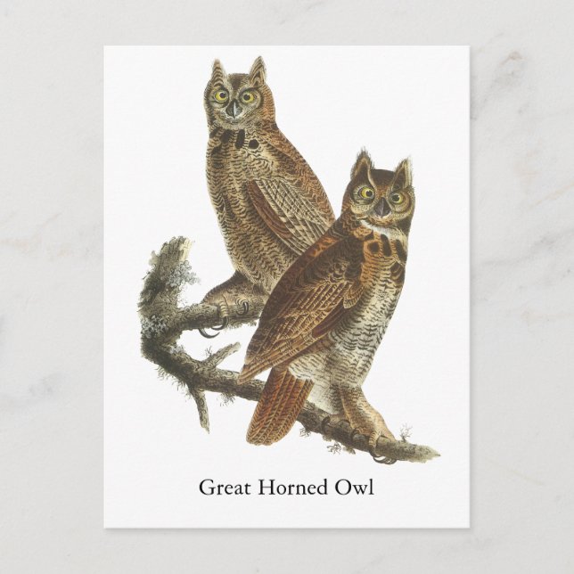 Großes Horned Owl, John Audubon Postkarte (Vorderseite)