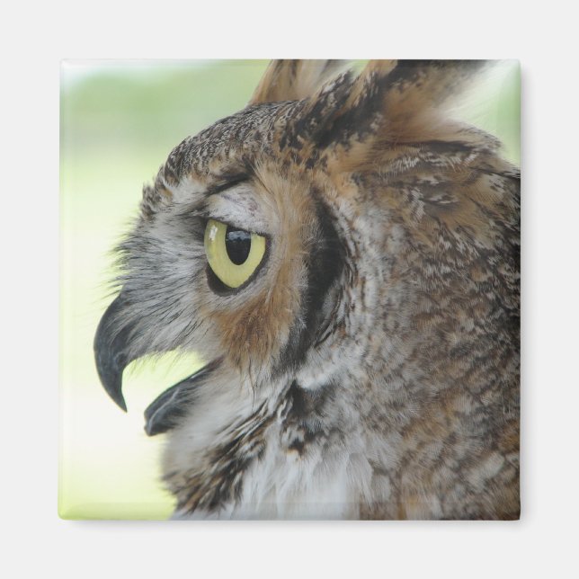 Großes Horned Owl Portrait Magnet (Vorne)