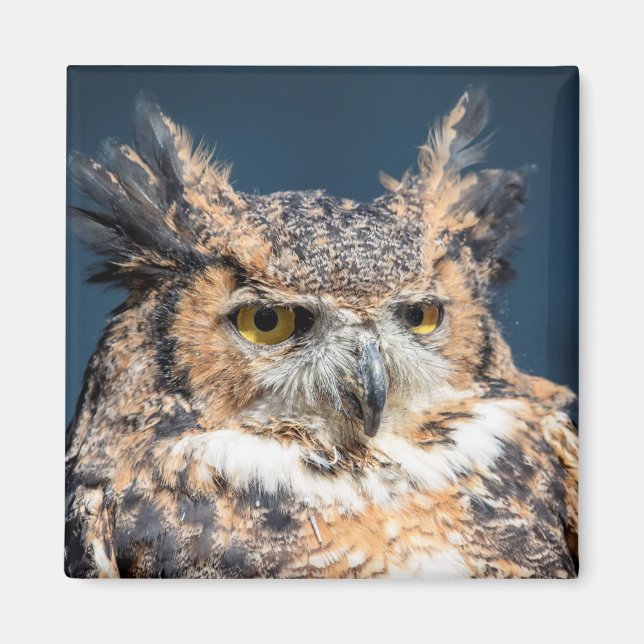 Großes Horned Owl Portrait Magnet (Vorne)